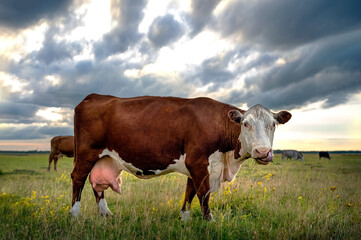 A brown cow with a full large udder eats grass in a green meadow
