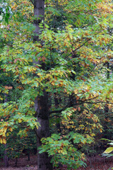 Baum, Wald, Laubwald, Buche, Eiche, Mystik, Blätter, Bäume, Bayern, Holz, Stamm