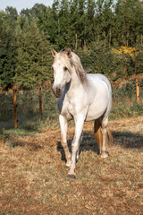 white horse in the field p.r.e. stallion Andalusian