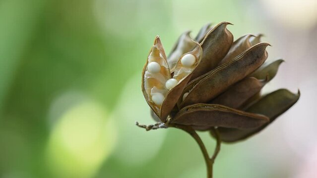 Abrus pulchellus Thwaites branch fruits on natural background.