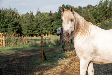 beautiful white p.r.e. stallion in the pasture magic horse portrait