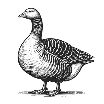 Fat goose in detailed engraving style, showcasing its feathers and features sketch engraving generative ai fictional character raster illustration. Scratch board imitation. Black and white image.