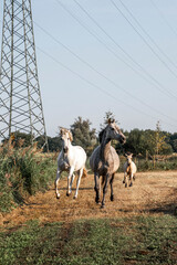 beautiful herd of three horses running in paddock paradise horse friendly environment 