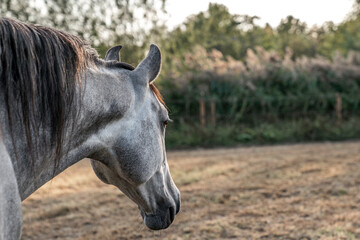 Grey horse portrait looking beautiful p.r.e. Andalusian with dapples