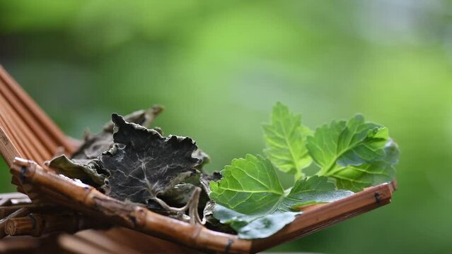 Fresh and dried patchouli or pogostemon cablin green leaves on natural background.