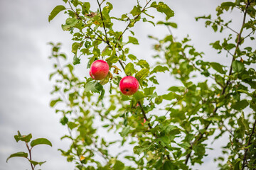 Ripe apples on an apple tree branch. The concept of a garden and fruit trees.