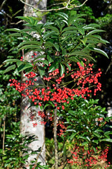 Christmas berry (Ardisia crenata) on garden in Petropolis, Rio de Janeiro, Brazil