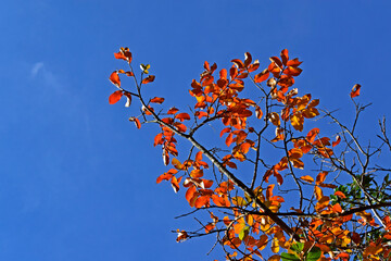 Autumnal leaves and blue sky in Petropolis, Rio de Janeiro, Brazil