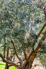Fototapeta premium Spreading branches of a young olive tree