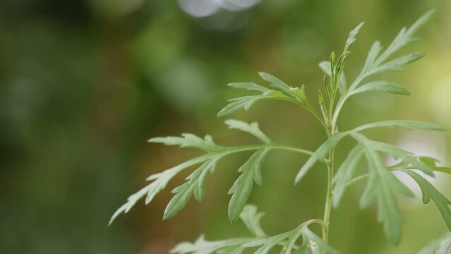 Mugwort or artemisia annua branch green leaves on natural background.