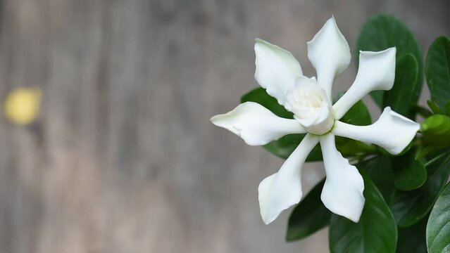 Cape jasmine flower on natural background.