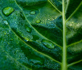 closed up green leaf