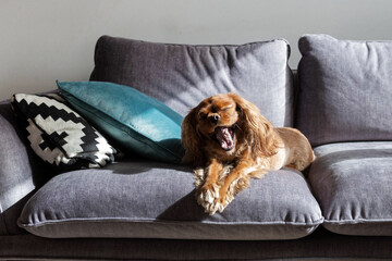 Yawning dog, cavalier spaniel resting on gray sofa