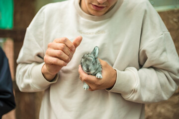 close-up of rabbits on the farm, feeding rabbits by hand, pets.