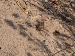 Bienenwolf auf Nahrungssuche