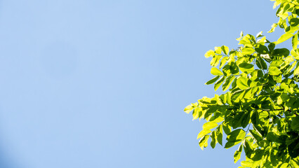 Green color leaf with blue sky black ground