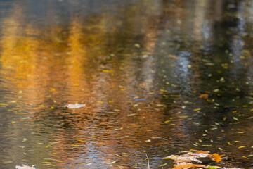 水面の落ち葉
