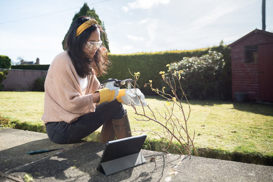 Chinese woman wearing a yellow headband, protective goggles and gardening gloves sitting on the floor pruning flowers in her garden while following an online tutorial on her digital tablet