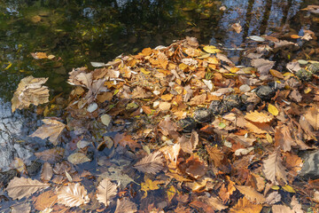 水面の落ち葉