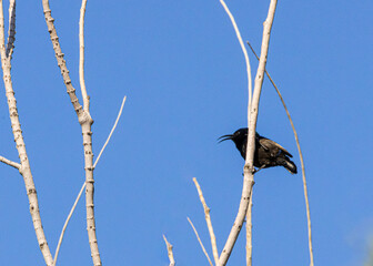 A Cinnyris bird resting on a branch and singing a morning song