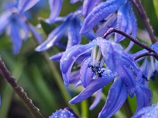 Naklejka premium snowdrops, blue flowers