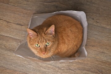Funny ginger cat in a paper bag looking curious at camera. Seen directly above.