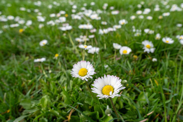 Fototapeta premium Gänseblümchen auf Wiese