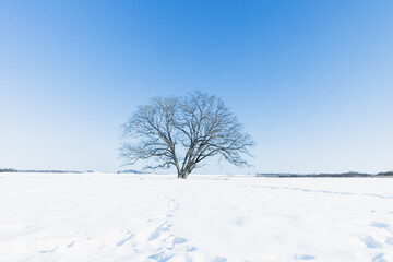 冬のハルニレの木
