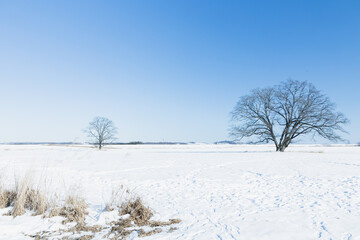 Fototapeta na wymiar 冬のハルニレの木