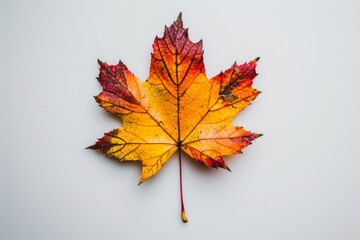 maple leaf on a white