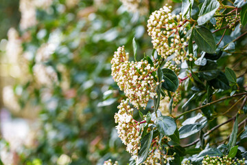 Fresh growing March Viburnum tinus flowers closeup in springtime garden