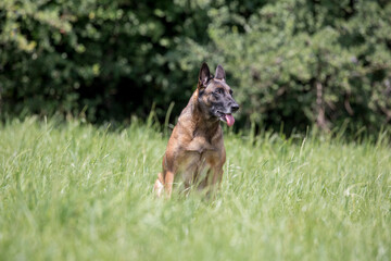 Schöner Schäferhund in der Natur