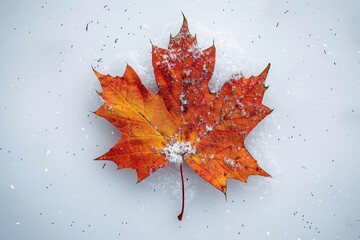Fototapeta premium maple leaf on a white