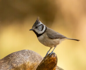 Fototapeta premium Rare Scottish Highlands bird, the crested tit, perched on a branch in the forest