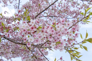 長崎の長与ダムの桜04