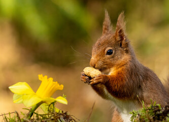 Red squirrel with daffodils eating a nut