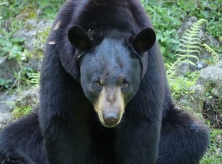 Florida Black Bear Homosassa Springs Maximus