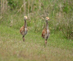 Adorable Baby Sandhill Crane Colts Chicks Sweetwater Wetlands Park 