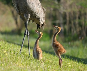 Fototapeta premium Adorable Baby Sandhill Crane Colts Chicks Sweetwater Wetlands Park 