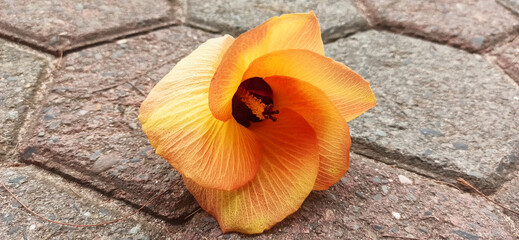 Waru or Hibiscus tiliaceus flowers - obrazy, fototapety, plakaty