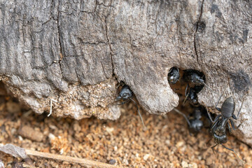 Big ants (Camponotus vagus, carpenter ants, black giant ant) sitting in nest in dead wood