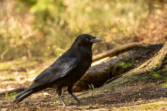 Large carrion crow on the forest floor