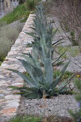Agave plants at a botanical garden in Croatia. Photograph of some Green maguey traditional native...