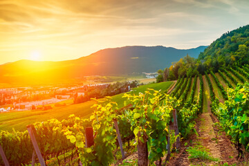 Rows of vineyard on hillside in evening light