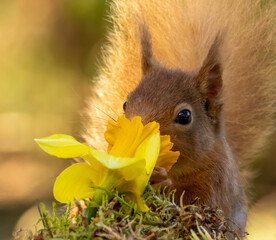 Curious little scottish red squirrel sniffing a spring daffodil 