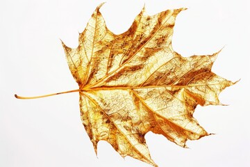 maple leaf on a white