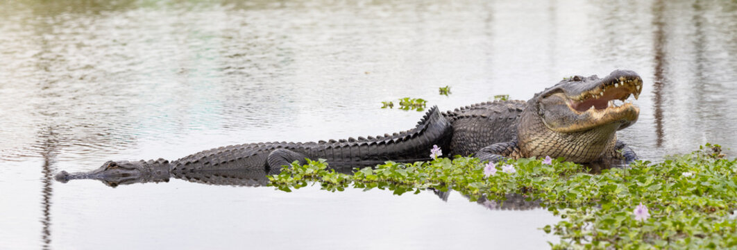 Two American alligators (Alligator mississippiensis) basking together on the shore of a retention pond in Sarasota, Florida