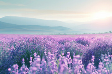 Lavender Fields at Sunrise with Soft Hues Painting a Tranquil Landscape