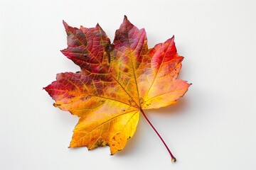 maple leaf on a white
