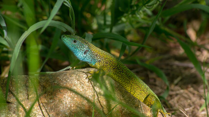 Smaragdeidechse (Lacerta bilineata) sitzt auf Stein und wärmt sich in der Sonne